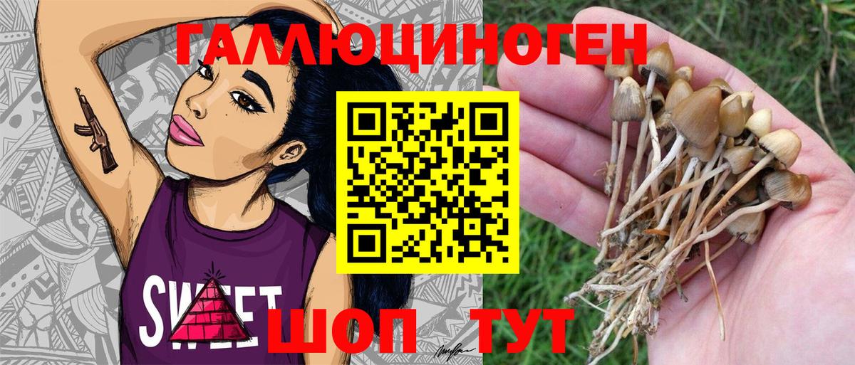 Псилоцибиновые грибы GOLDEN TEACHER Приморско-Ахтарск